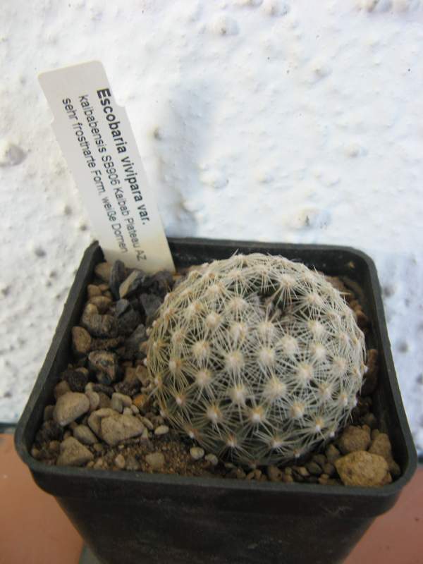 Escobaria vivipara v.kaibabensis SB906.JPG
