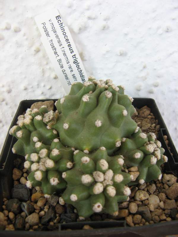 Echinocereus triglochidiatus v. mojavensis f.inermis.JPG