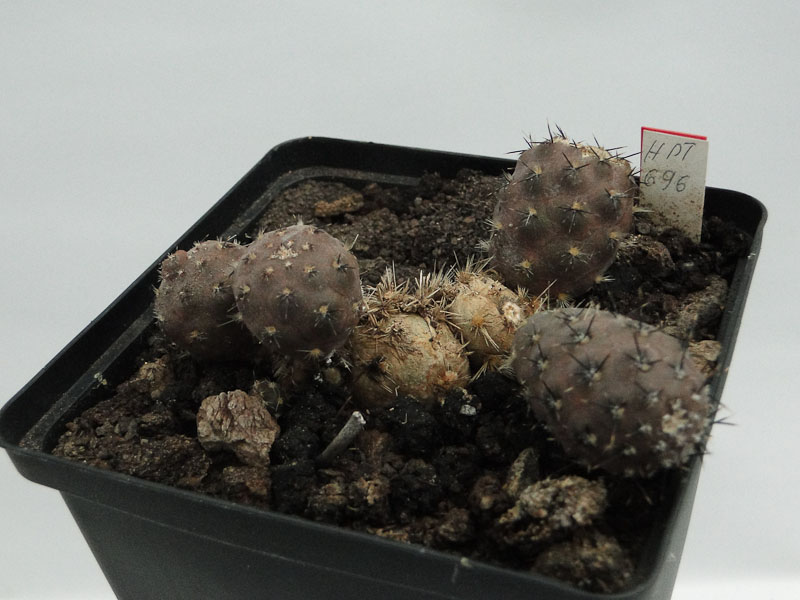 Pterocactus hickenii HPT696 2012 Juli19.jpg