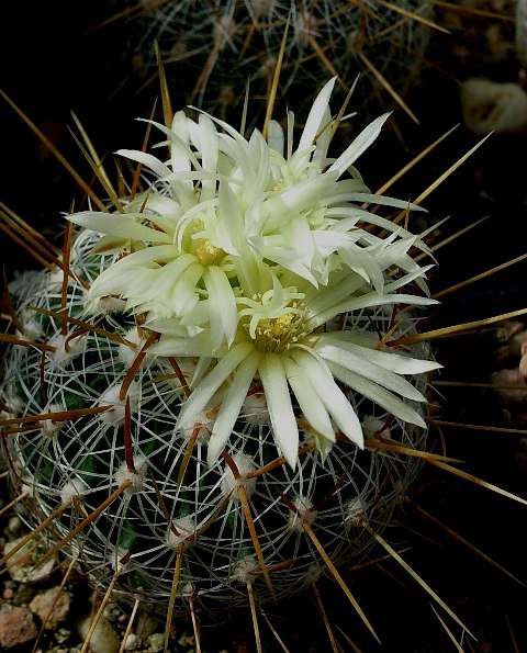 e. vaupelianus