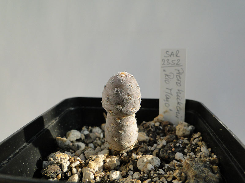 Pterocactus hickenii, SAR2352, Rio Mayo 2012 Mai01.jpg