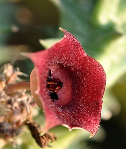 Huernia schneideriana 480.jpg