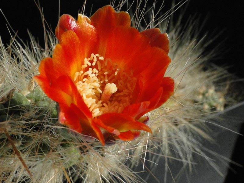 Austrocylindropuntia lagopa 2012 Juli25-6.jpg