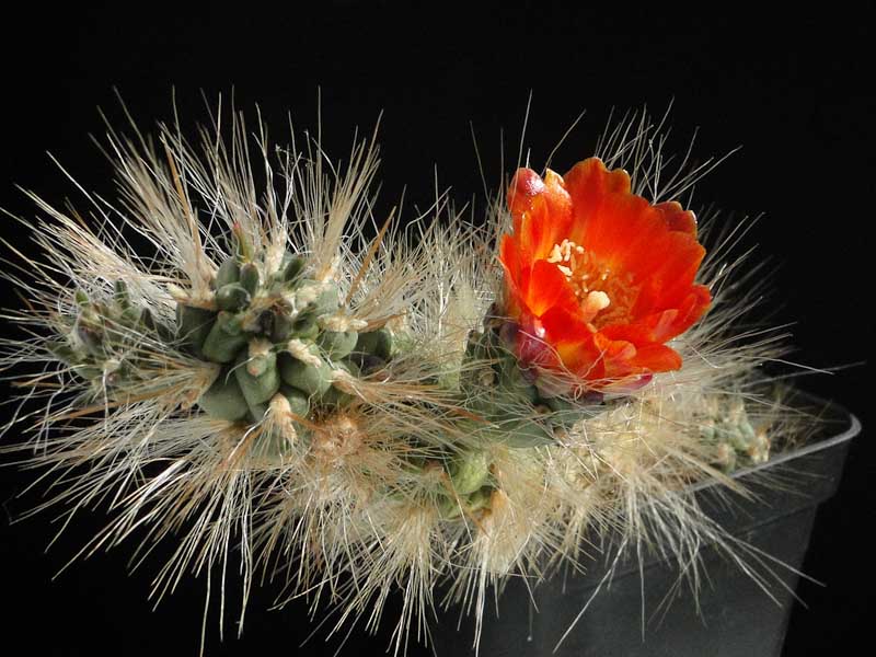 Austrocylindropuntia lagopa 2012 Juli25-5.jpg