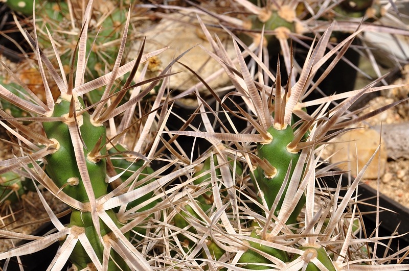 Maihueniopsis platyacantha