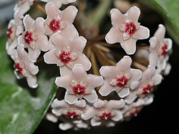 Hoya carnosa 600.jpg