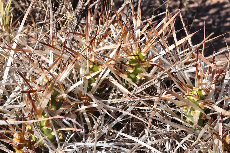 M.glomerata, etwa 5 km hinter Uspallata