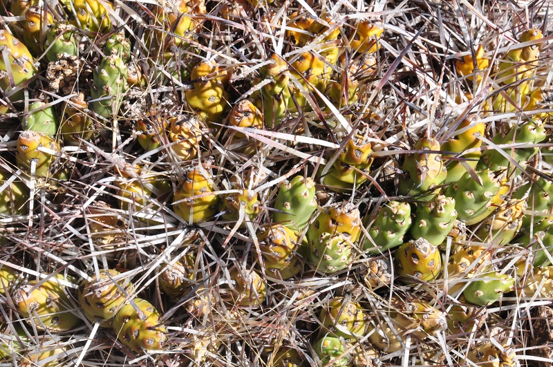 M.glomerata, etwa 5 km  hinter Uspallata