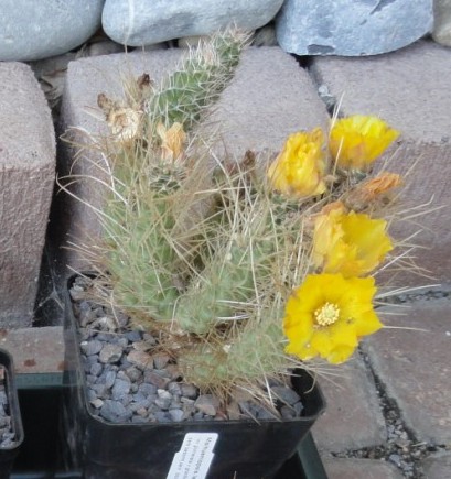 Tephrocactus weberi.JPG