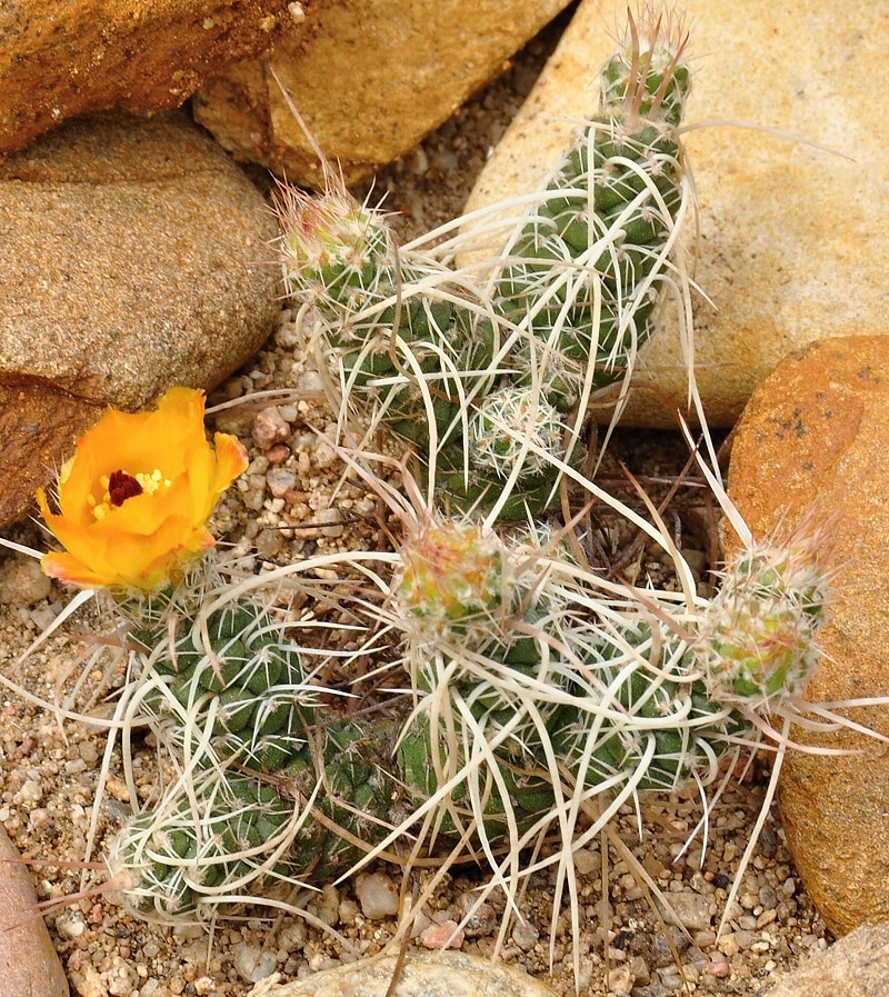 T.weberi var. deminuta