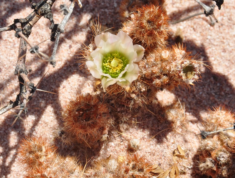 T.molinensis bei El Obelisco