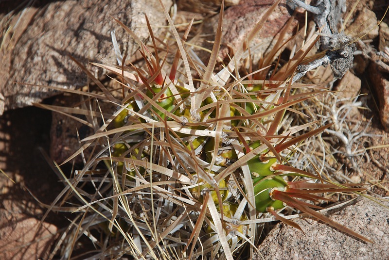 M.platyacantha, Barrancas, Mendoza