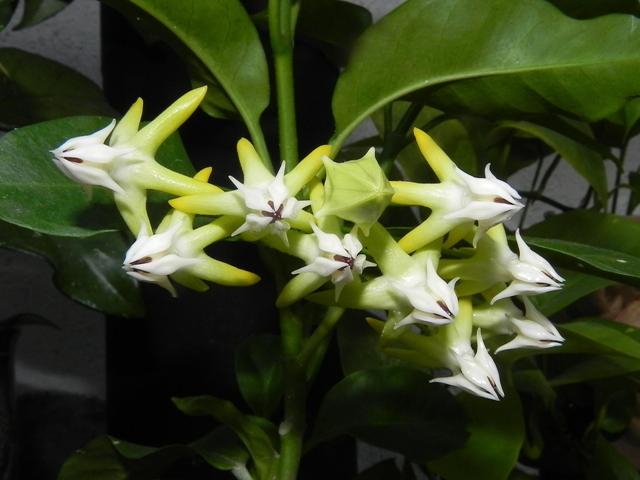 H. multiflora.jpg