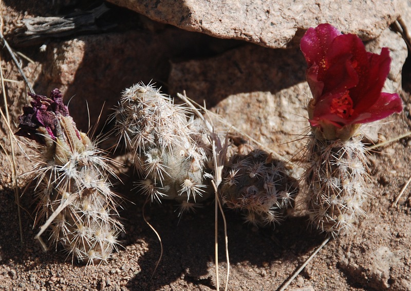 Pterocactus sp., Barrancas