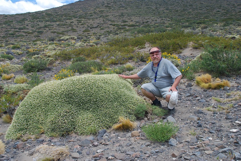 M.patagonica bei Laguna Blanca