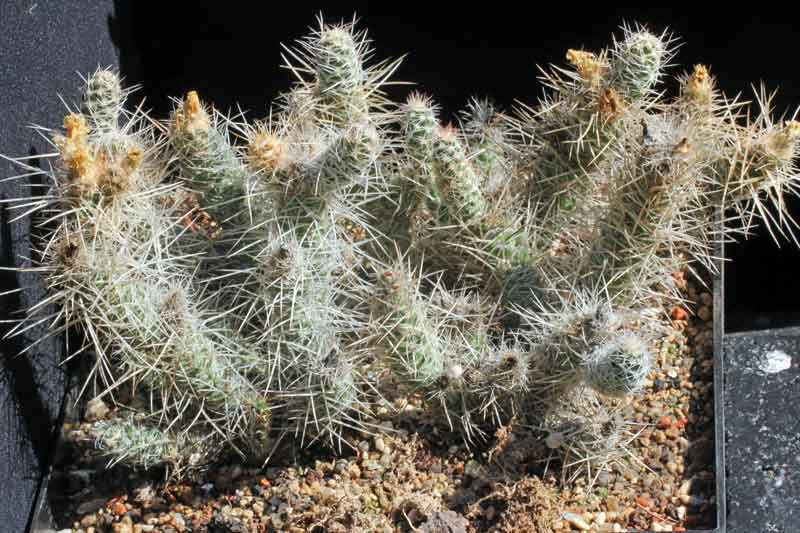 Tephrocactus_weberi_1.jpg