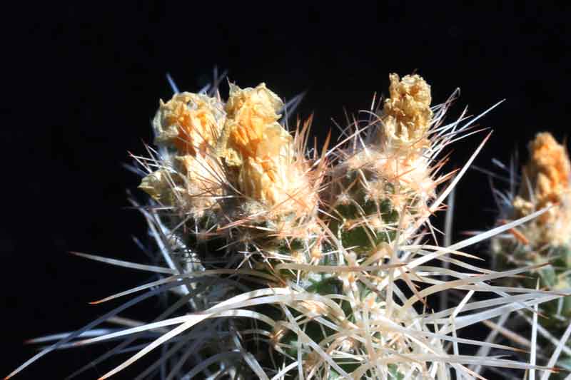 Tephrocactus_weberi_2.jpg