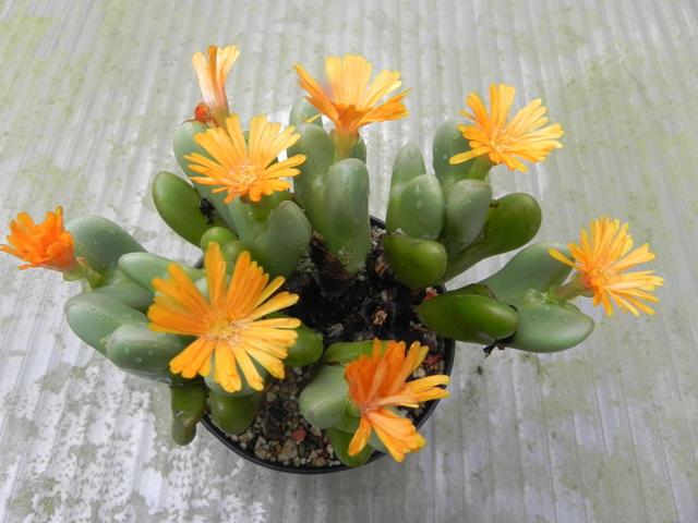 Conophytum frutescens.JPG