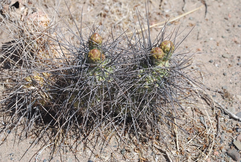 T.aoracanthus vor Iglesia