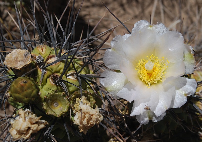 T.aoracanthus