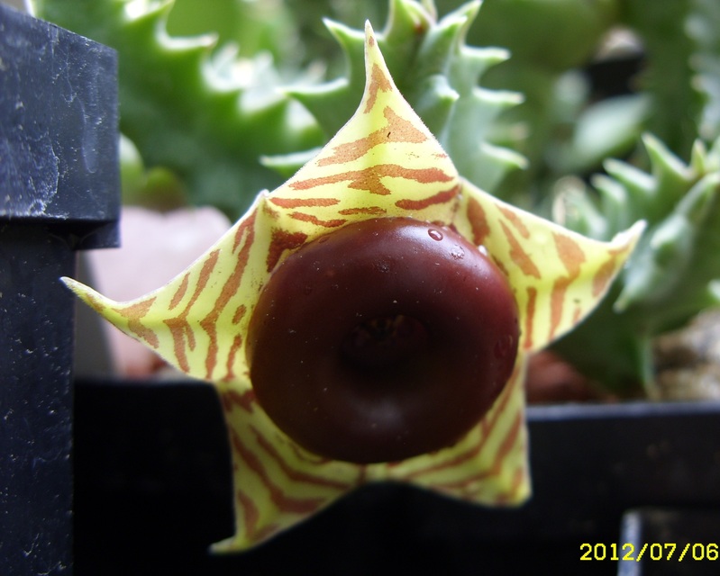 huernia zebrina