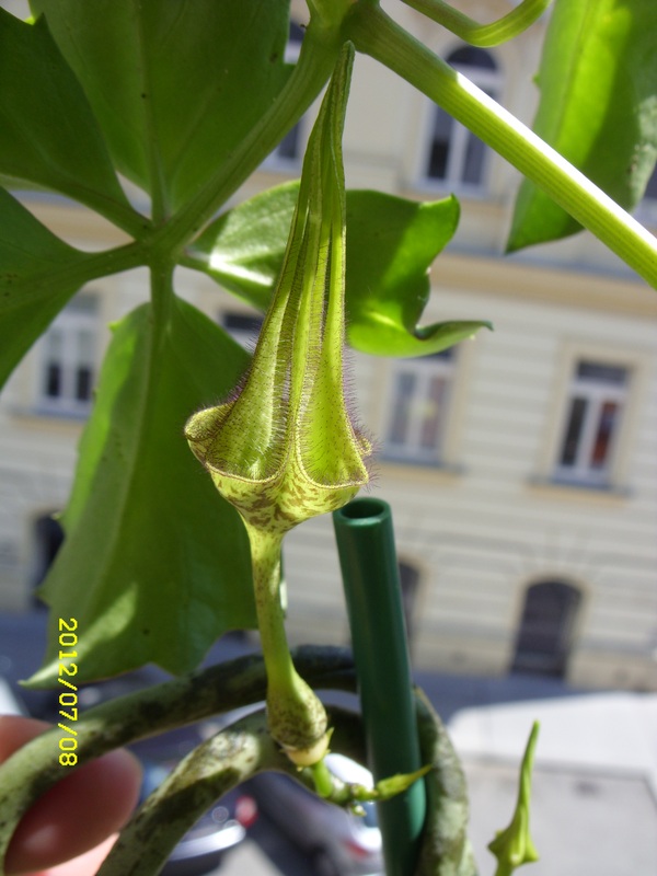 Ceropegia stapeliformis