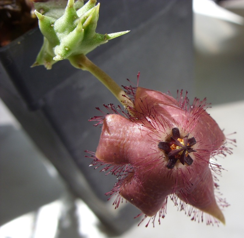 Huernia prognatha# (angeblich.. ; Samen ist von H...e)