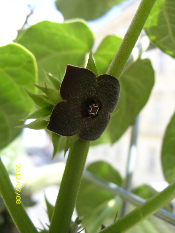 matelea cyclophylla