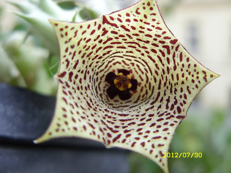 huernia McCoyi