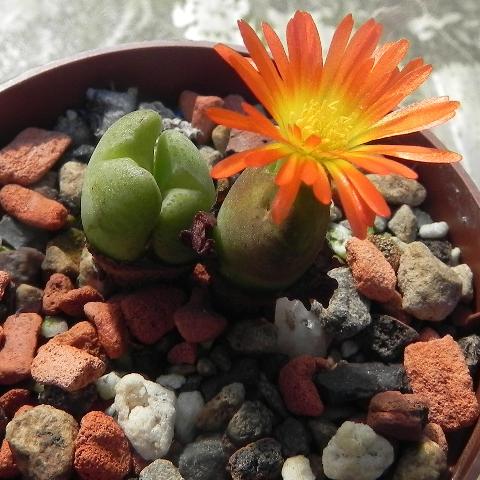 Conophytum frutescens.JPG