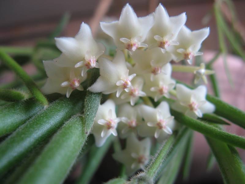 Hoya linearis - Blüte 01.JPG