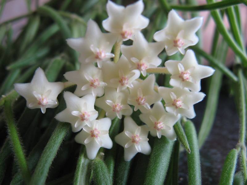 Hoya linearis - Blüte 02.JPG