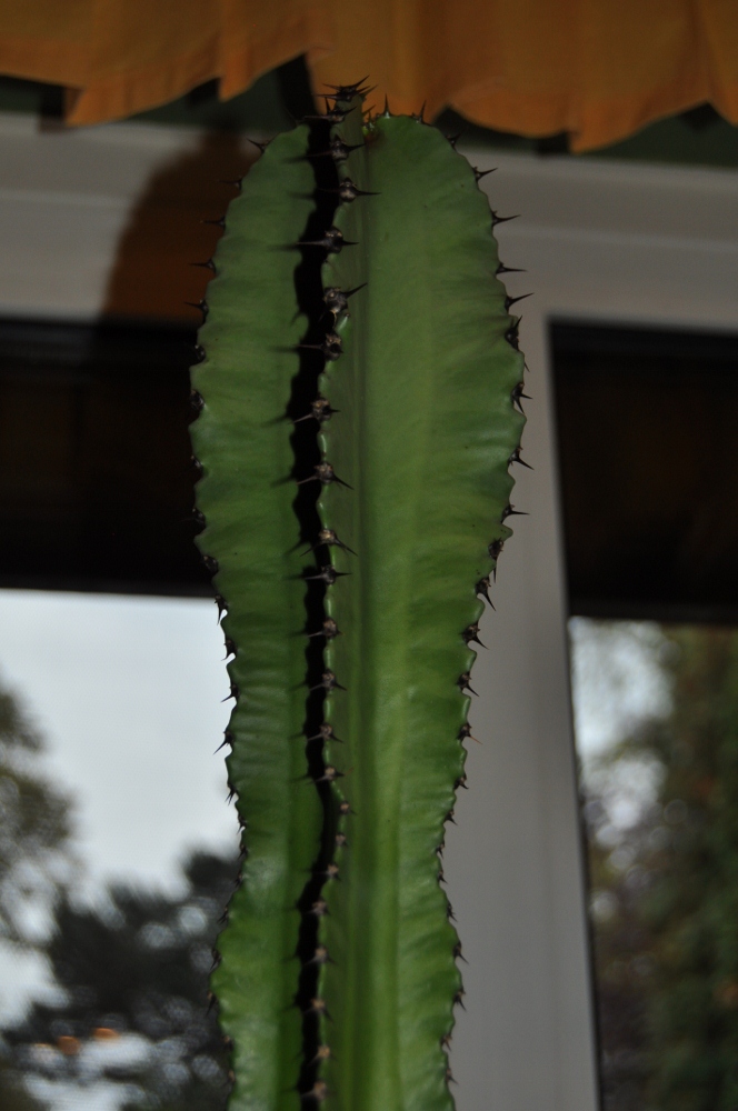 2 - Eine recht &quot;dicke&quot; Euphorbia mit dunkler Farbe