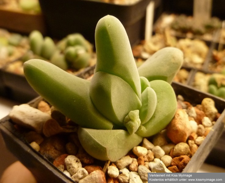 G. pubescens