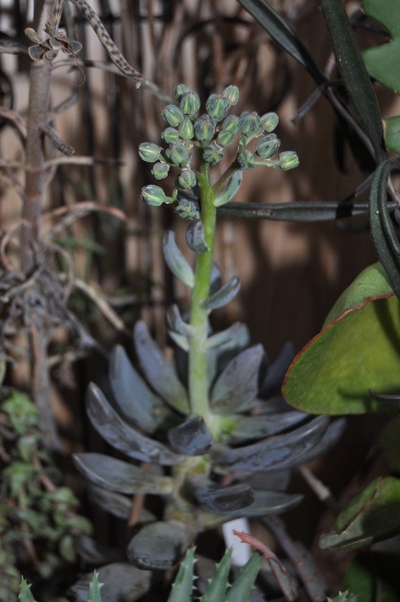 Pachyphytum (?)