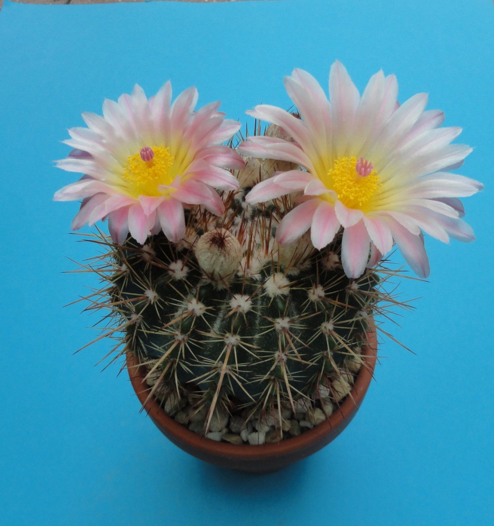 Notocactus roseoluteus-komp.JPG