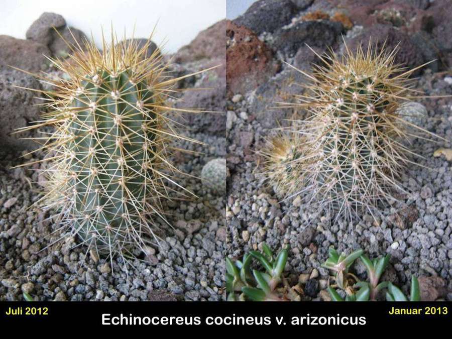 Echinocereus cocineus v. arizonicus.jpg