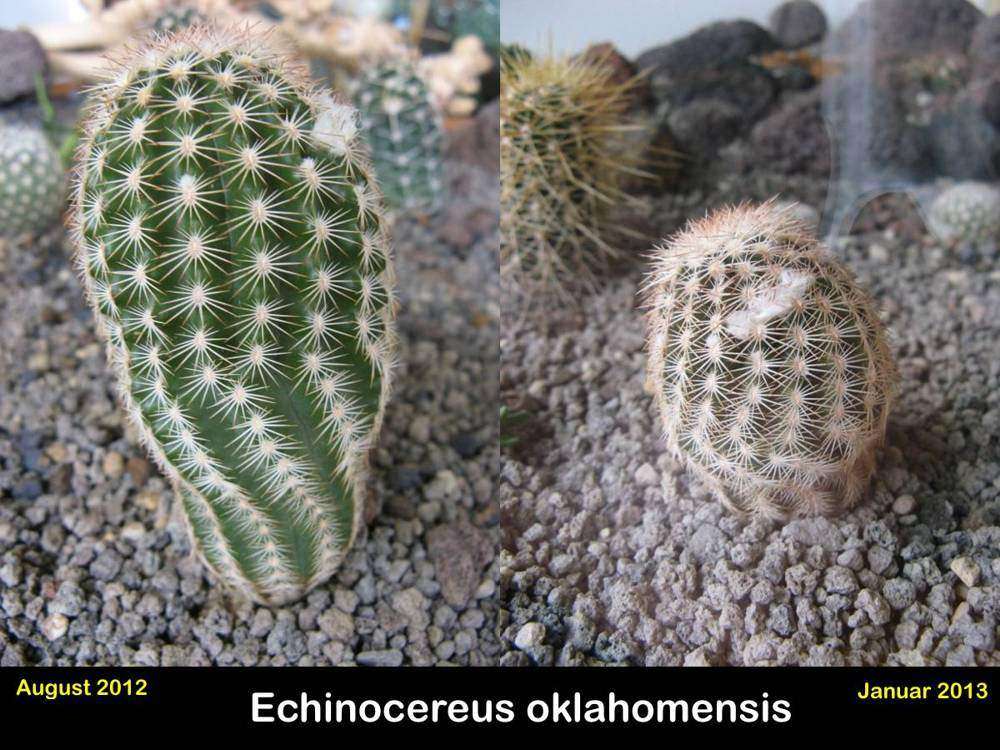 Echinocereus oklahomensis.jpg