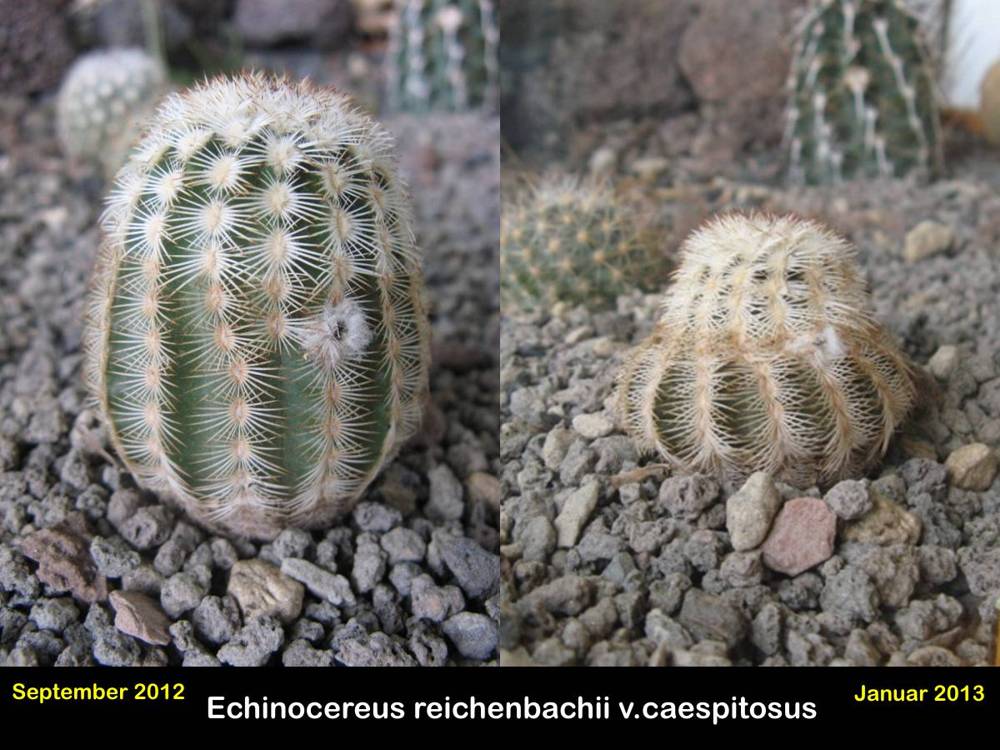 Echinocereus reichenbachii v.caespitosus.jpg