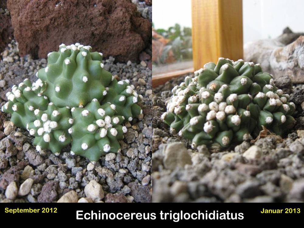 Echinocereus triglochidiatus.jpg