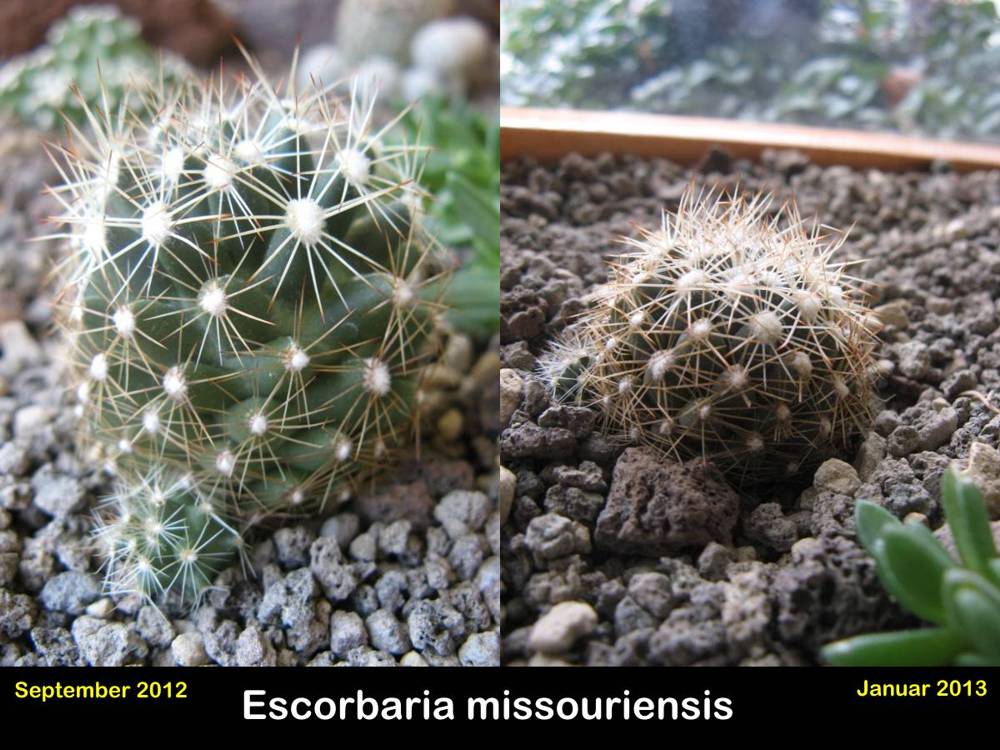 Escorbaria missouriensis.jpg