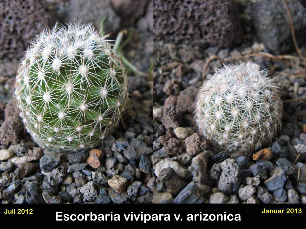 Escorbaria vivipara v. arizonica.jpg
