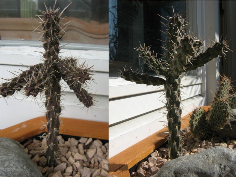 Opuntia phaeacantha ‘Longispina‘.jpg