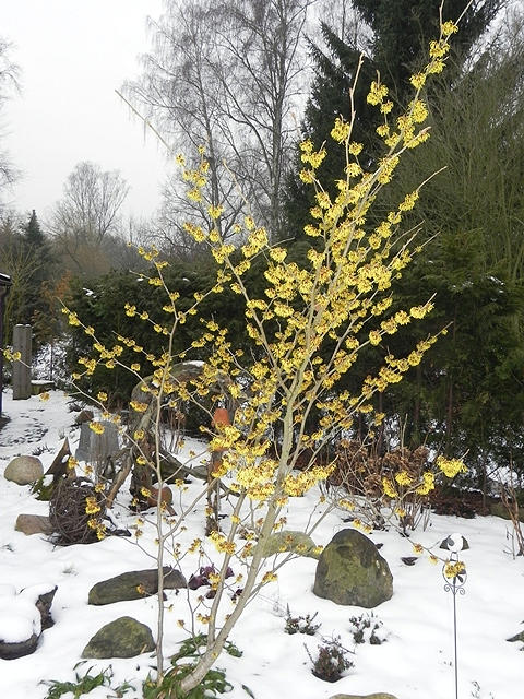 Hamamelis.JPG