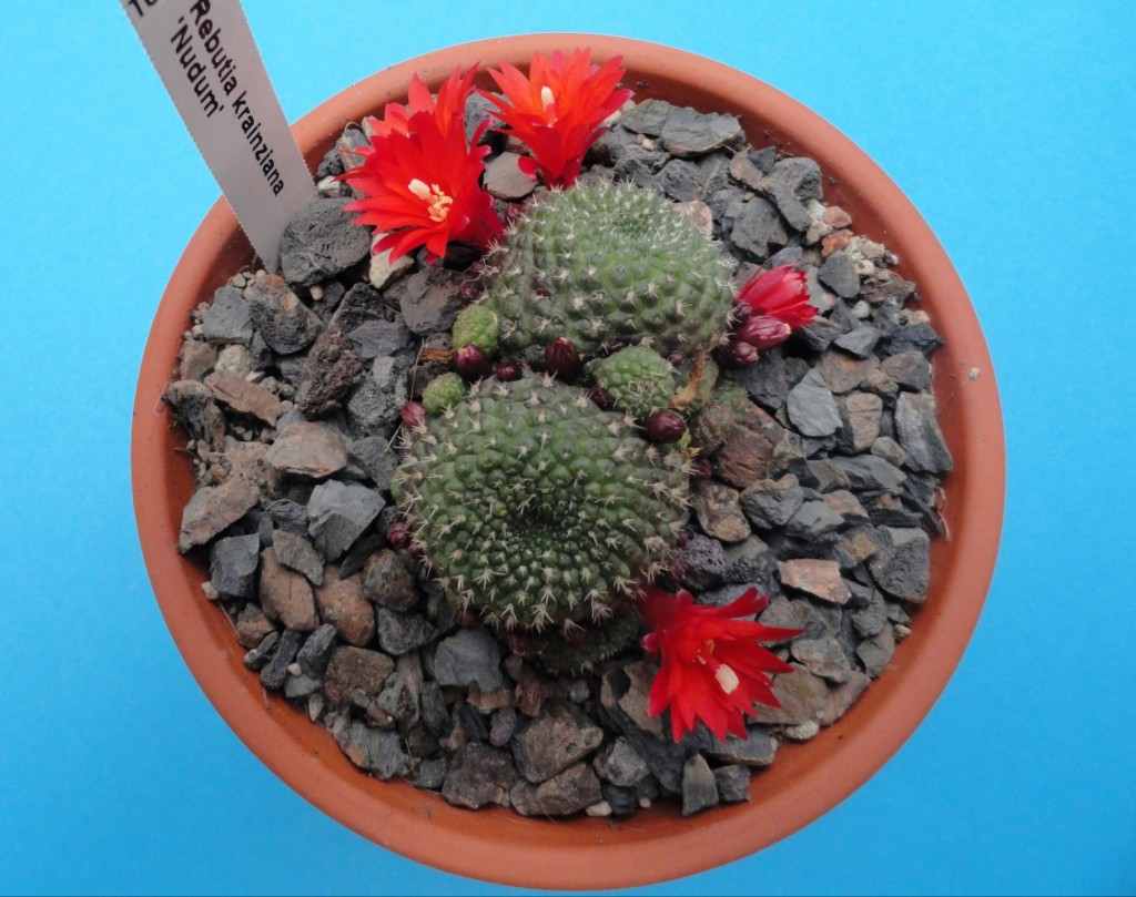 Rebutia krainziana nudum-1komp.JPG