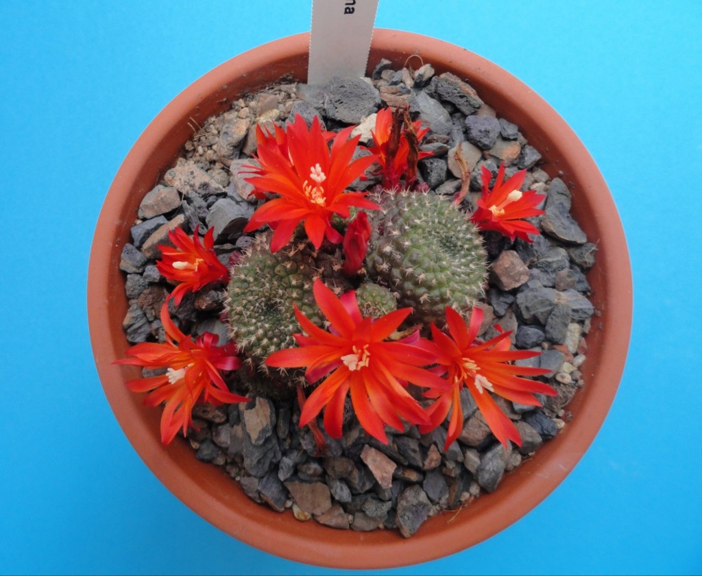 Rebutia krainziana nudum-2komp.JPG