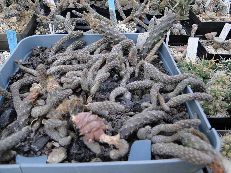 Pterocactus HPT 793, Fiambala 2011 Oktober20.jpg