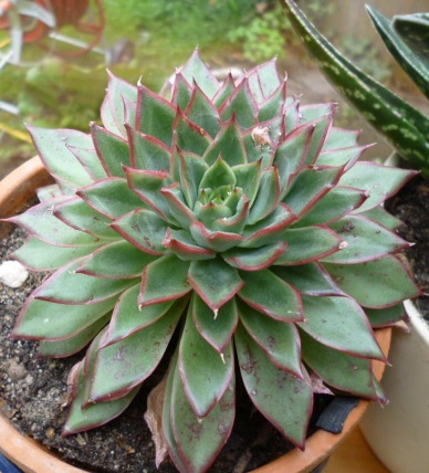 Irgendeine Echeveria???