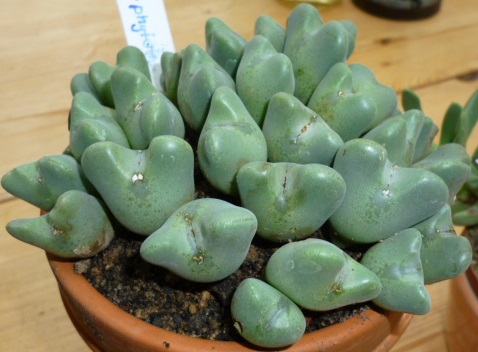 Conophytum, aber welches? Vorraussochtliche Blütenfarbe?