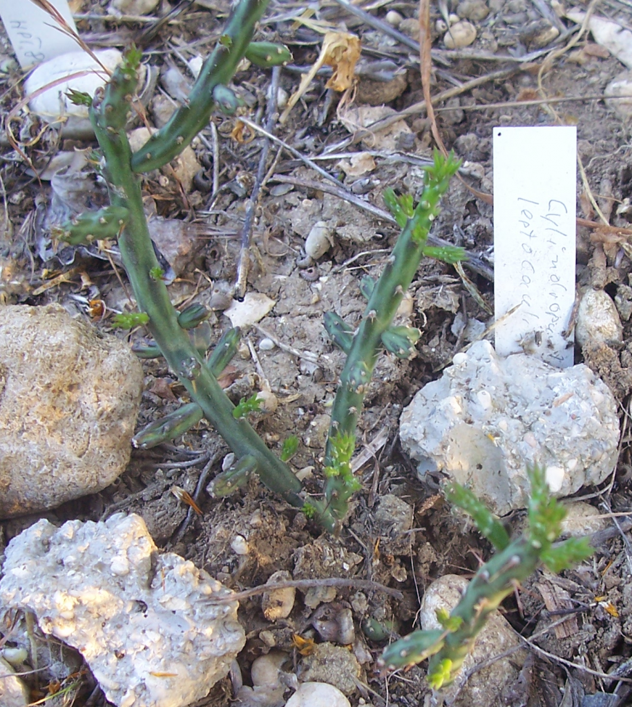 Cylindropuntia_leptocaulis.png